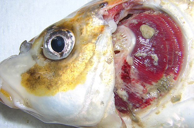 KHV – The Koi herpevirus
